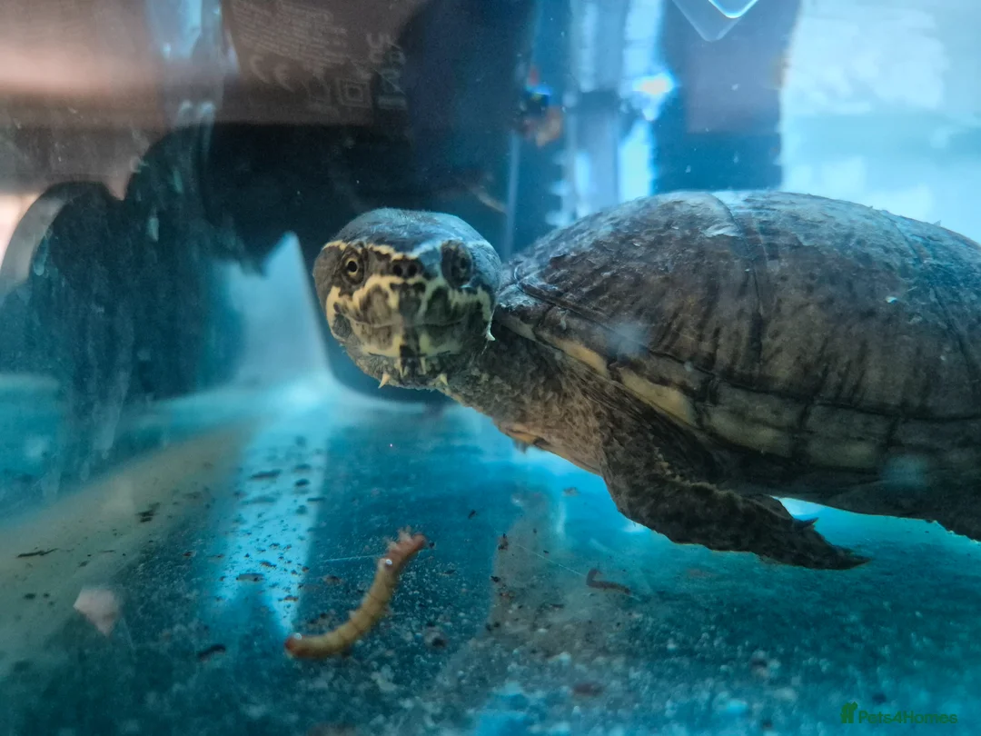 Turtle reptiles for sale: MUSK TURTLE FOR SALE FEMALE 5 YEAR OLD in Preston - Advert 1