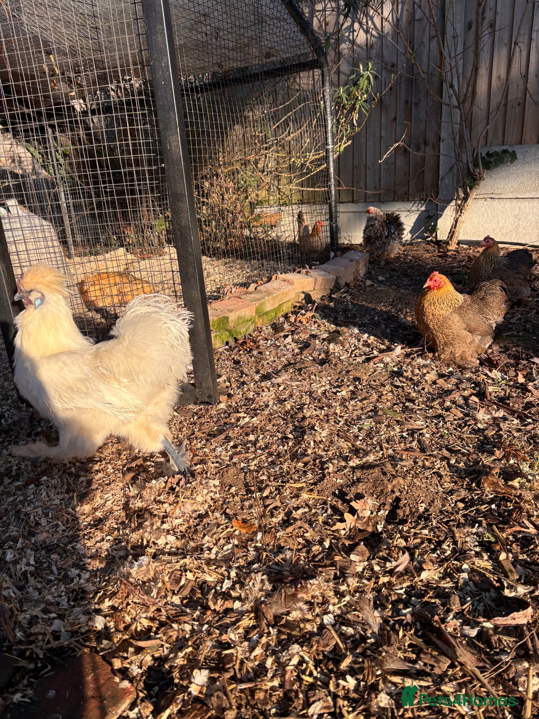 Chickens poultry for sale: FREE silkie cockerel - Advert 2