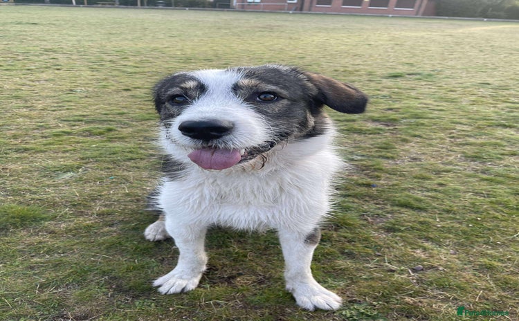 Mixed Breed dogs - Advert 6