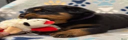 Rottweiler dogs for sale: ✨Big bone Pups for Sale Healthy & Ready to Go 🐶✨ in Skegness - Advert 7