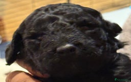 Cockapoo dogs for sale: F1 Cockapoo's - Image 16