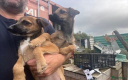 Mixed Breed dogs for sale: Border terrier x Italian greyhound - Image 1