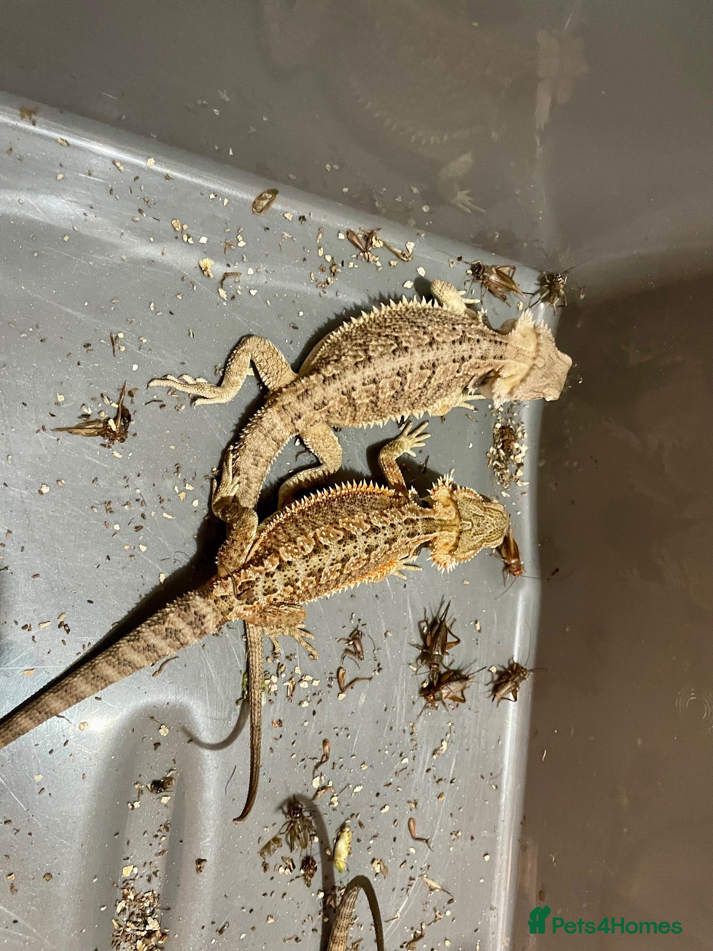 Bearded Dragon reptiles Bearded dragons  - Advert 18