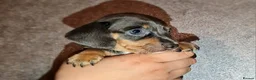 Miniature Dachshund dogs for sale: ❤️Beautiful adorable daschunds babys❤️ - Advert 8