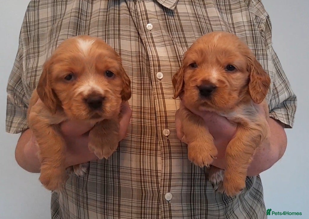 Sprocker dogs Sprocker x Cocker Puppies - Advert 4