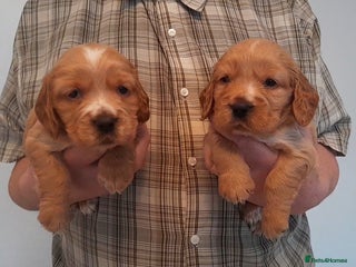 Sprocker dogs Sprocker x Cocker Puppies - Advert 3