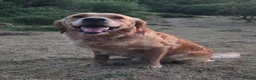 Golden Retriever dogs for sale: KC Golden Retrievers -  Health Tested Parents 🧬 - Advert 4