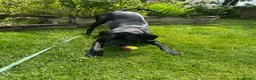Mixed Breed dogs for sale: Female dog looking for forever home. in Crewe - Advert 9
