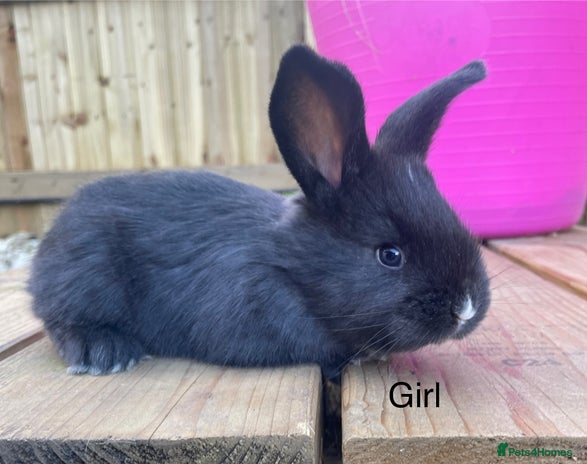 Continental Giant rabbits Various ages of continental giants - Advert 11