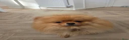 Pomeranian dogs for sale: Loving 1-Year-Old Male Pomeranian  in Dunstable - Advert 1