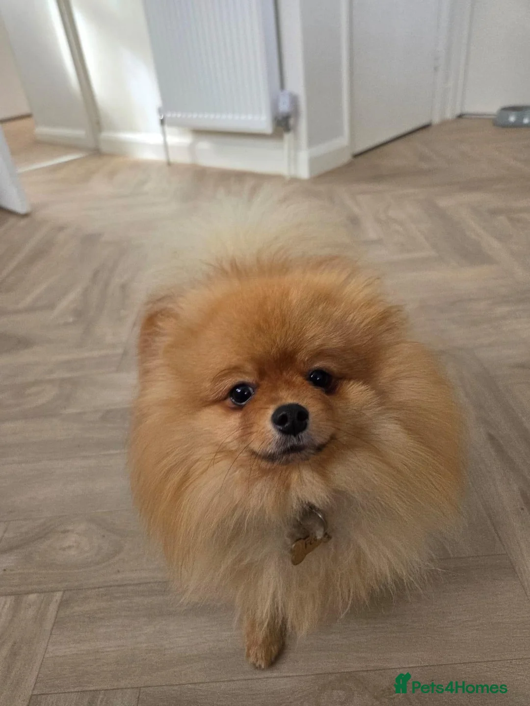 Pomeranian dogs for sale: Loving 1-Year-Old Male Pomeranian  in Dunstable - Advert 1
