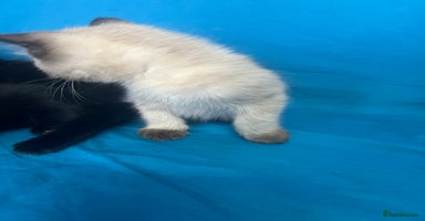 British Shorthair cats - Advert 4