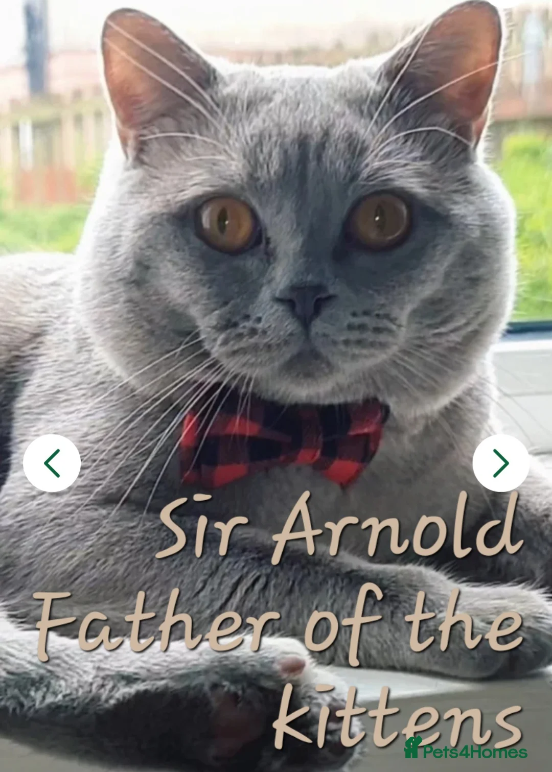 British Shorthair cats for sale: Fluffy playfull Lilac BSH kittens available  - Advert 14