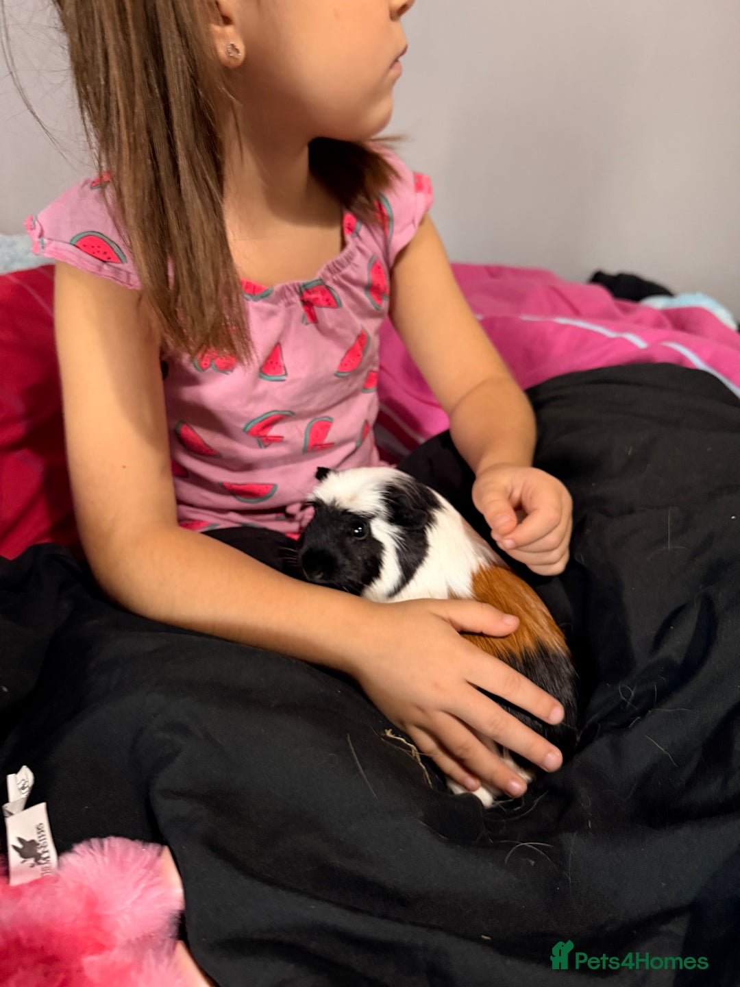 Guinea Pig rodents for sale: 4 sows with kavee cage - Advert 11