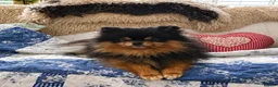 Pomeranian dogs for sale: Pomeranian Male - Advert 4