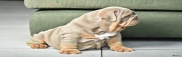 English Bulldog dogs for sale: Like Father Like Son 1 Male pup available in Burnley - Advert 2