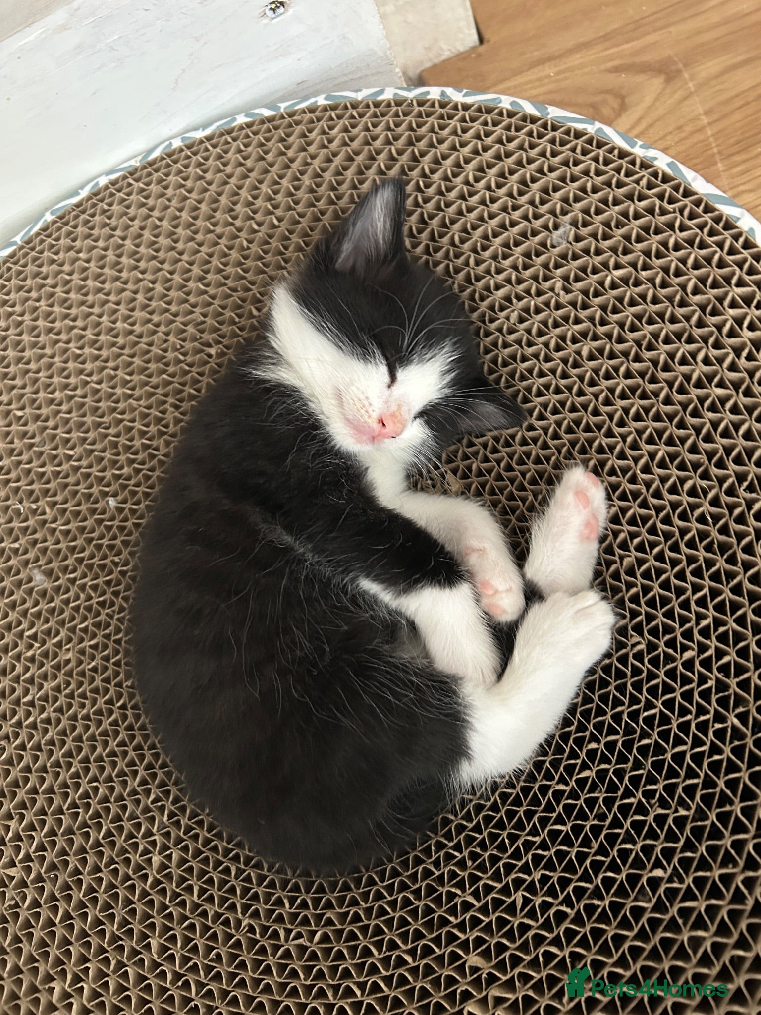 Mixed Breed cats Cute boy ready for forever home  - Advert 2
