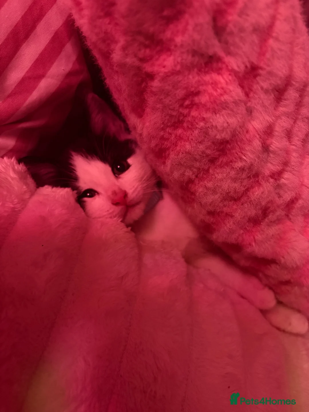 Mixed Breed cats for sale: Male black and white cat  in Littlehampton - Advert 6