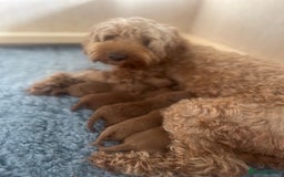 Cockapoo dogs for sale: Gorgeous Deep Red Cockapoos  - Image 10