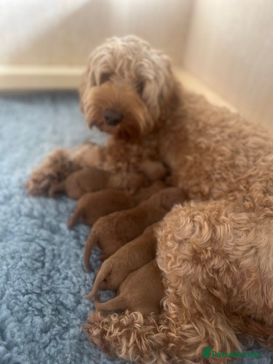 Cockapoo dogs for sale: Gorgeous Deep Red Cockapoos  - Image 10