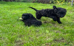 Cockapoo dogs for sale: Beautiful miniature Teddybear Cockapoo  puppies  - Image 17