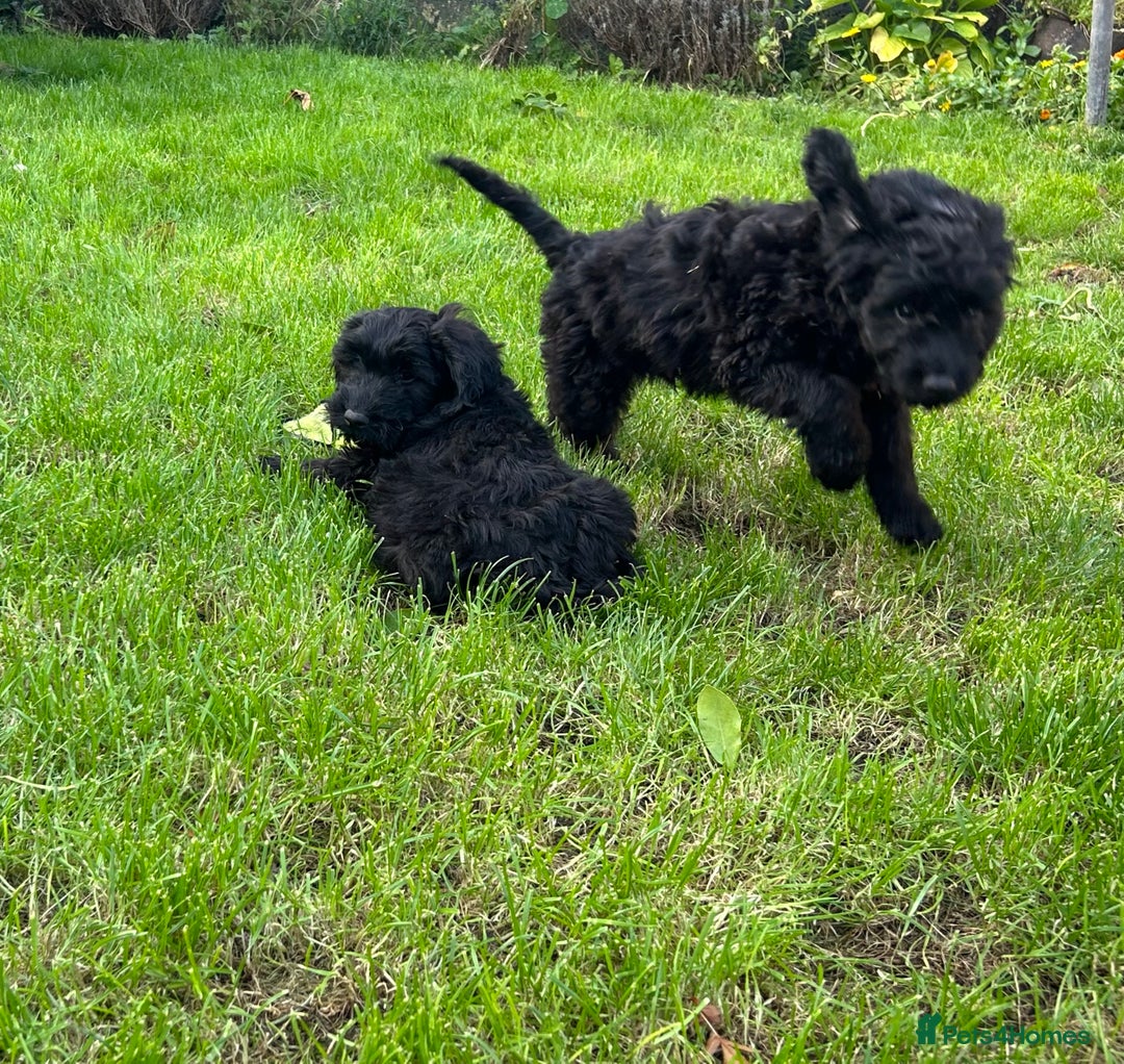Cockapoo dogs for sale: Beautiful miniature Teddybear Cockapoo  puppies  - Image 17