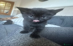 British Shorthair cats for sale: British shorthair kittens  - Image 2