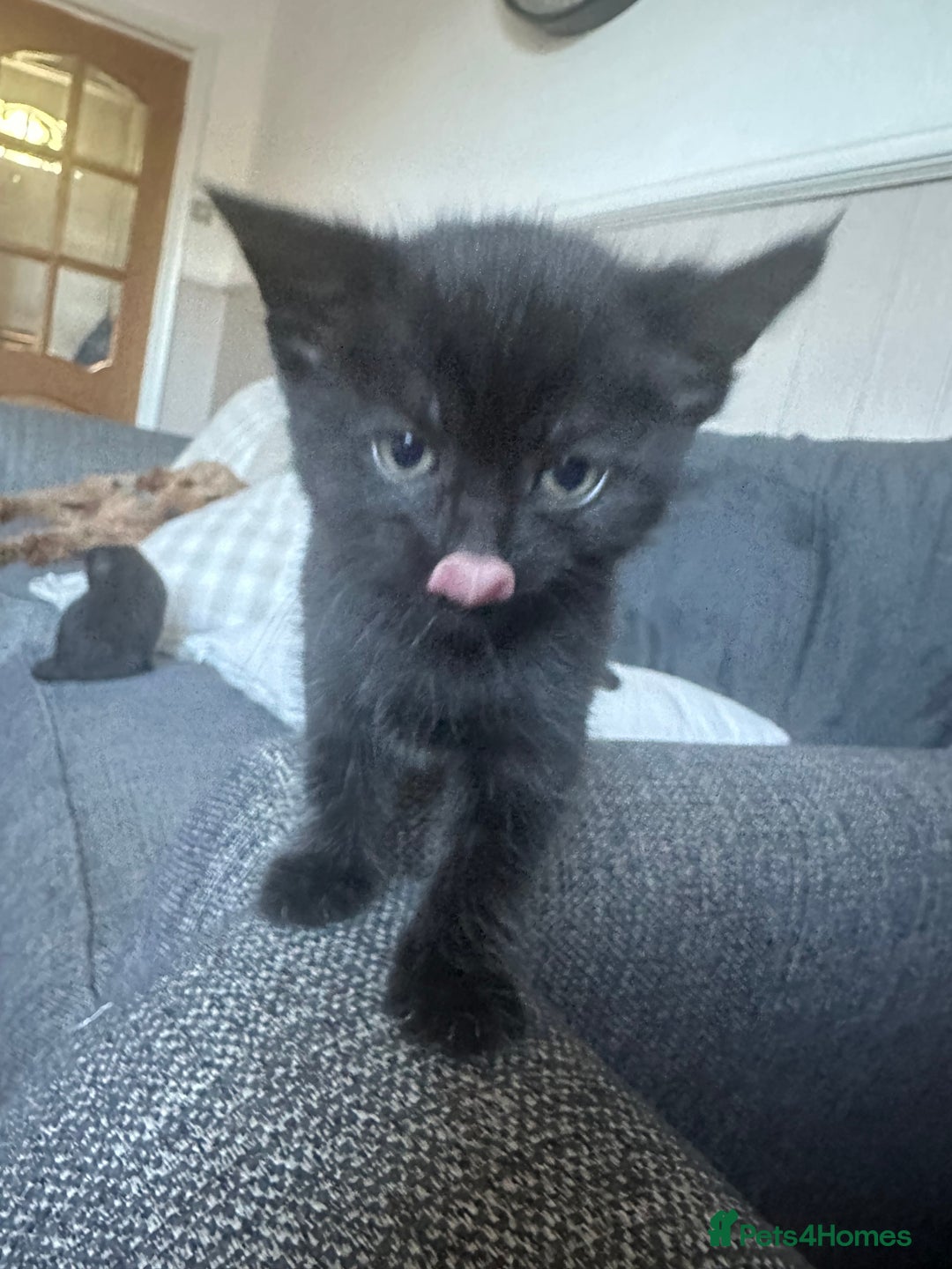 British Shorthair cats for sale: British shorthair kittens  - Image 2