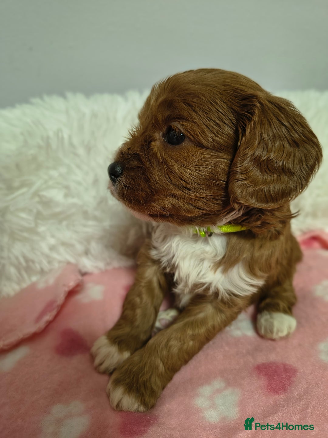 Cavapoo dogs for sale: Stunning litter of F1 cavapoo puppies,DWKC reg  - Advert 14