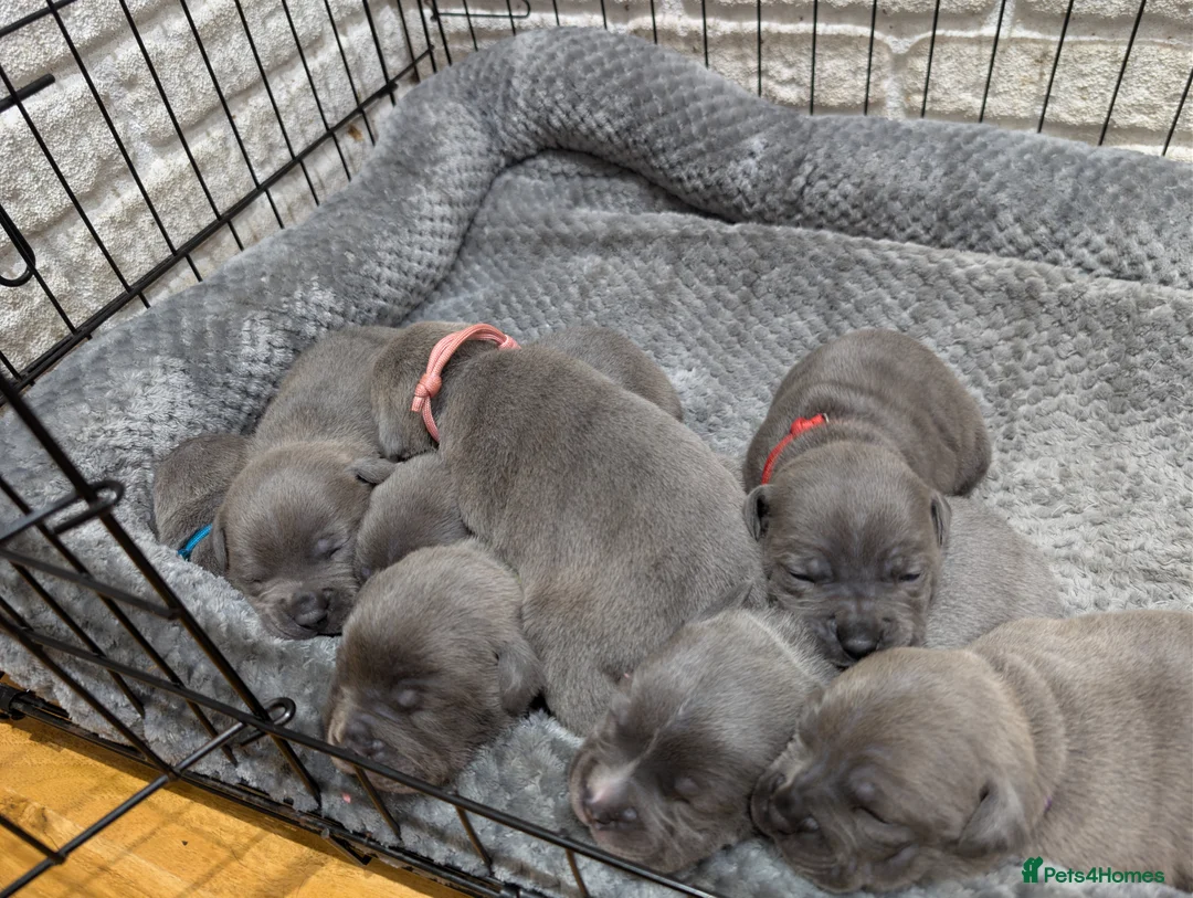 Staffordshire Bull Terrier dogs for sale: KC BLUE STAFFORDSHIRE BULL TERRIER PUPS - Advert 1