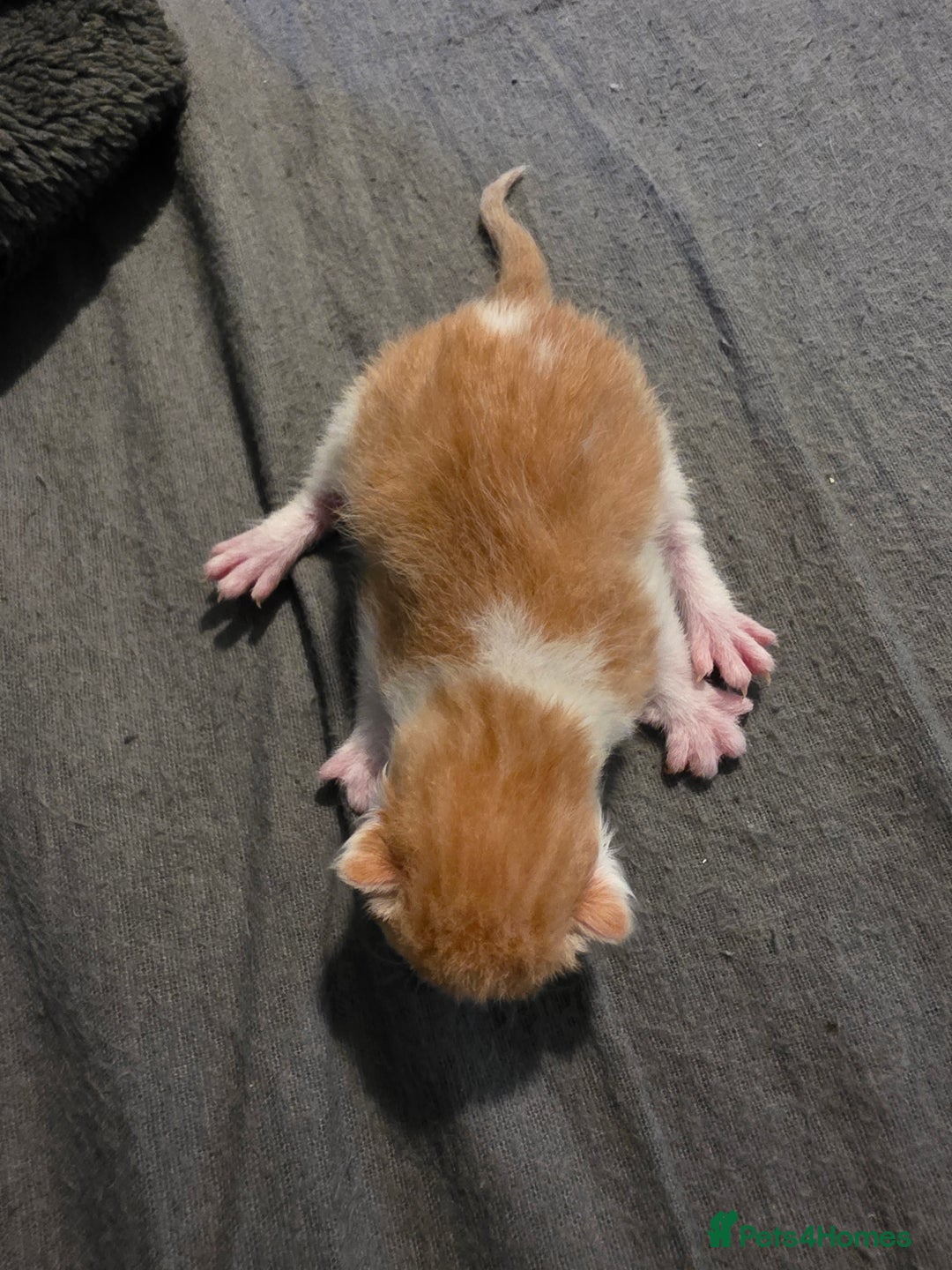 Mixed Breed cats for sale: Adorable Male Kitten – Sphynx x Devon Rex Cross - Advert 17