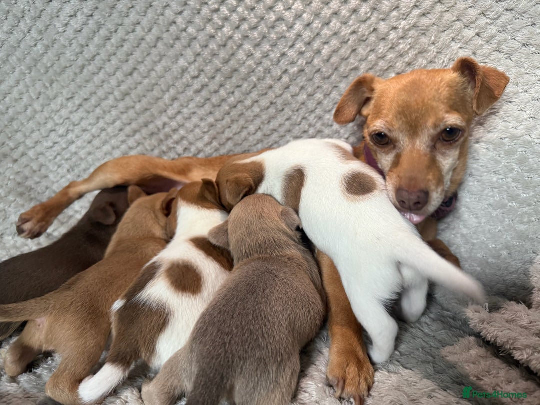 Jack Russell dogs for sale: Stunning litter of miniature Jack Russell puppies - Image 17
