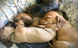 Dachshund dogs for sale: READY NOW!! Mini Wirehaired Dachshund puppy- male  - Image 13