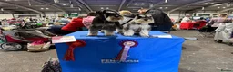 Miniature Schnauzer dogs for stud: 🏆 Crufts Placed, Stud Book Number, DNA Clear  in Cambridge - Advert 4
