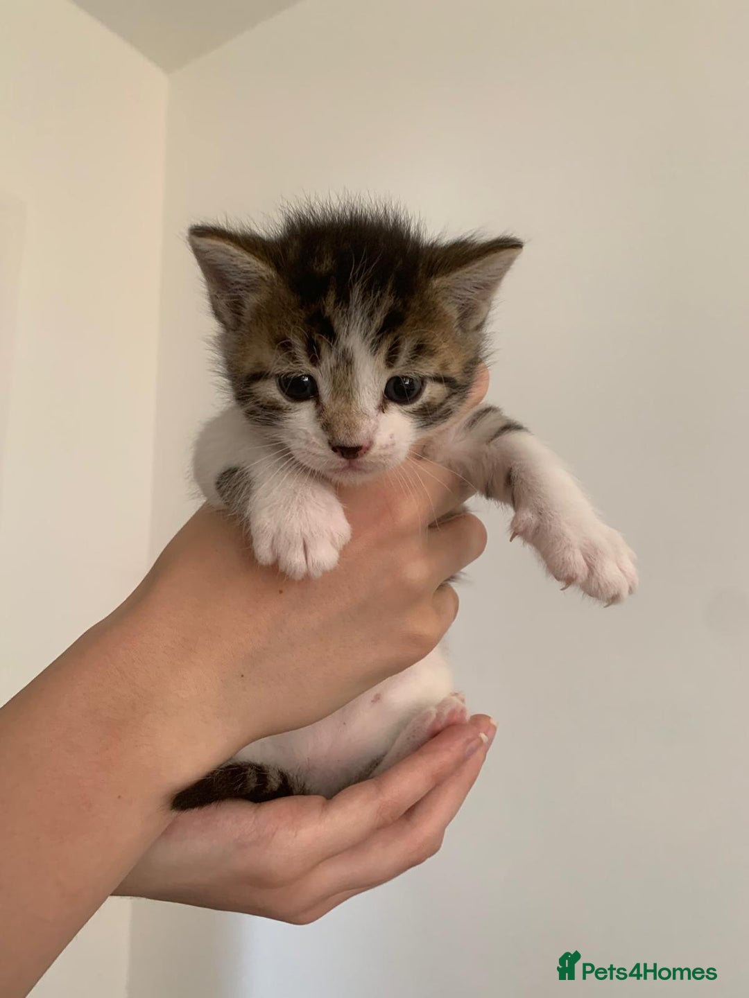 British Shorthair cats for sale: BSH Tortoise Shell  - Image 7