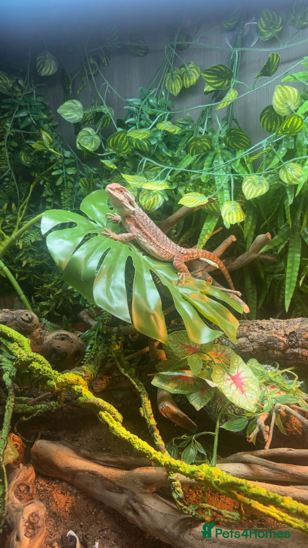 Bearded Dragon reptiles for sale: Full bearded dragon set up and bearded dragon  - Advert 1