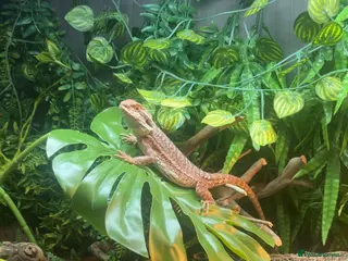 Bearded Dragon reptiles Full bearded dragon set up and bearded dragon - Advert 1