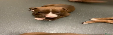 Old Tyme Bulldog 4
