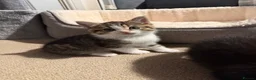 Mixed Breed cats for sale: 3 male kittens for sale  in Evesham - Advert 13