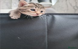 Bengal cats for sale: Ready now Beautiful Bengal kittens  - Image 16