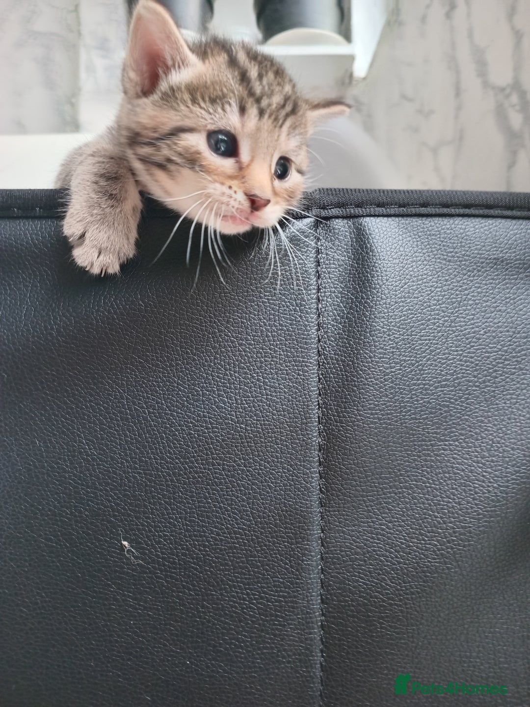Bengal cats for sale: Ready now Beautiful Bengal kittens  - Image 16
