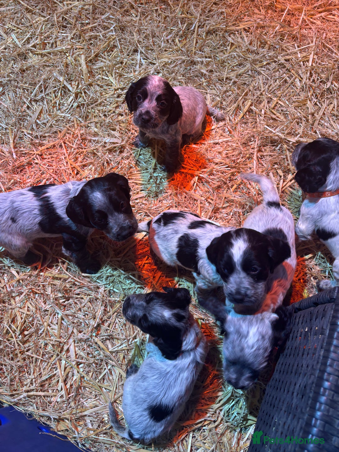 Cocker Spaniel dogs for sale: Georgous blue roan cocker spaniels - Image 2