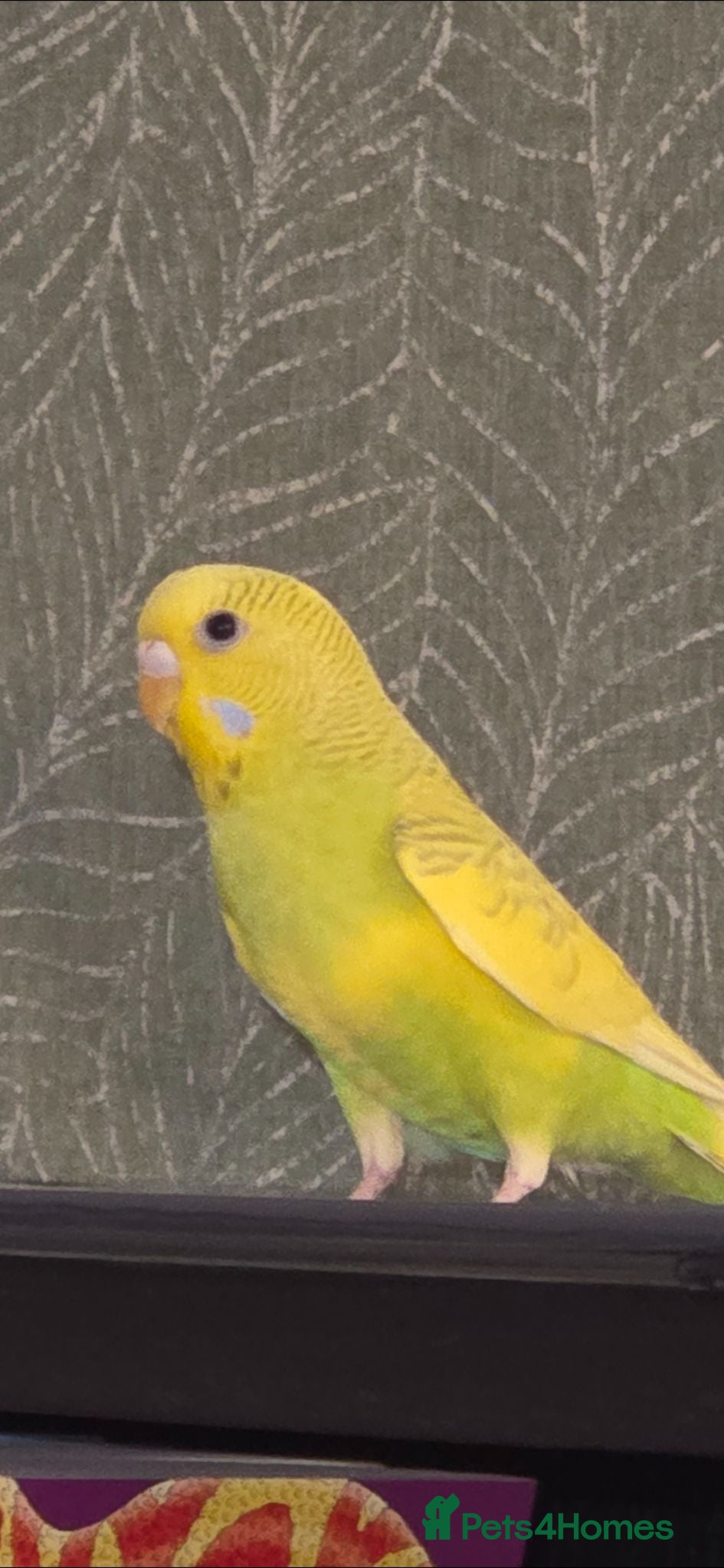 Budgerigars birds One female yellow budgie  - Advert 4