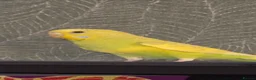 Budgerigars birds for sale: One female yellow budgie  - Advert 1