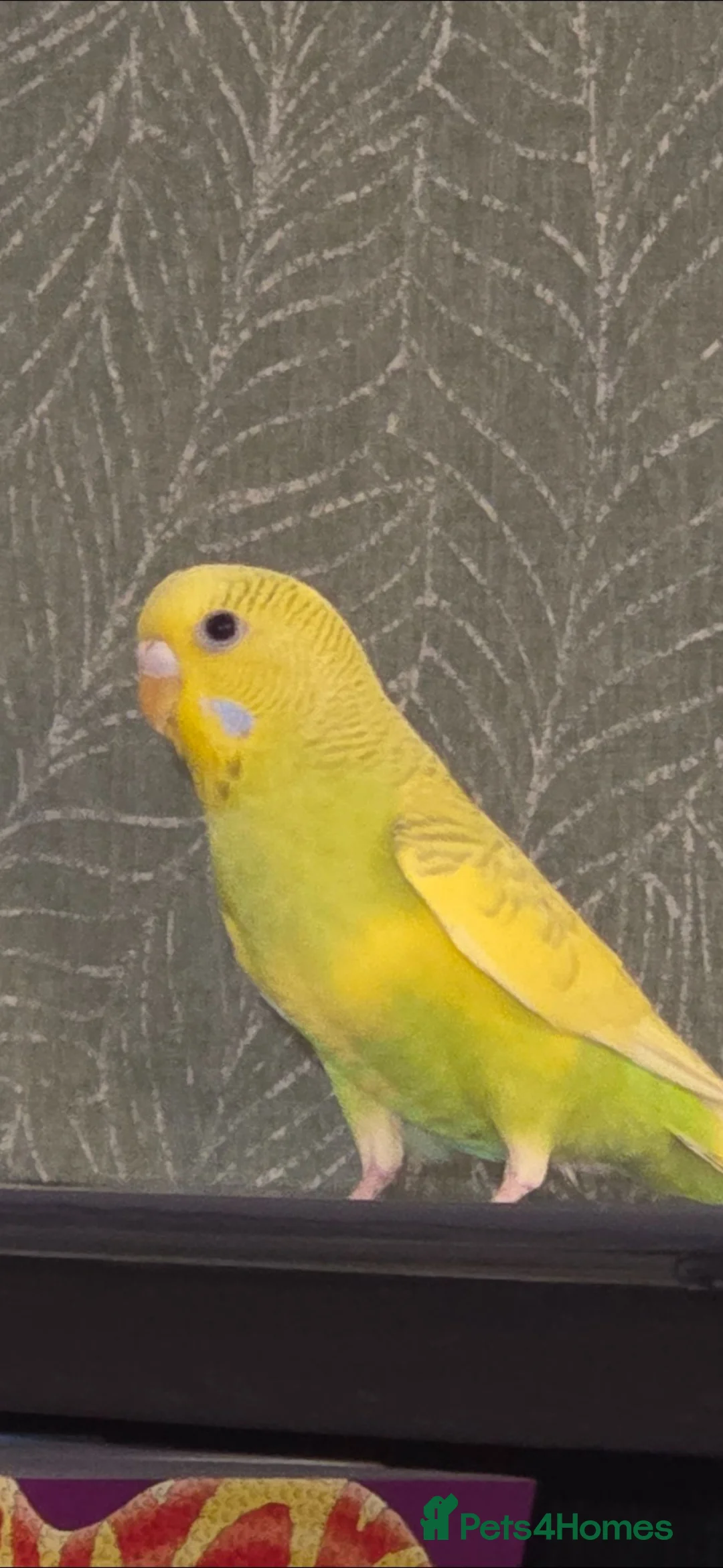 Budgerigars birds for sale: One female yellow budgie  - Advert 1