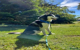 Siberian Husky dogs for stud: Siberian Husky for Stud in Glasgow - Image 12