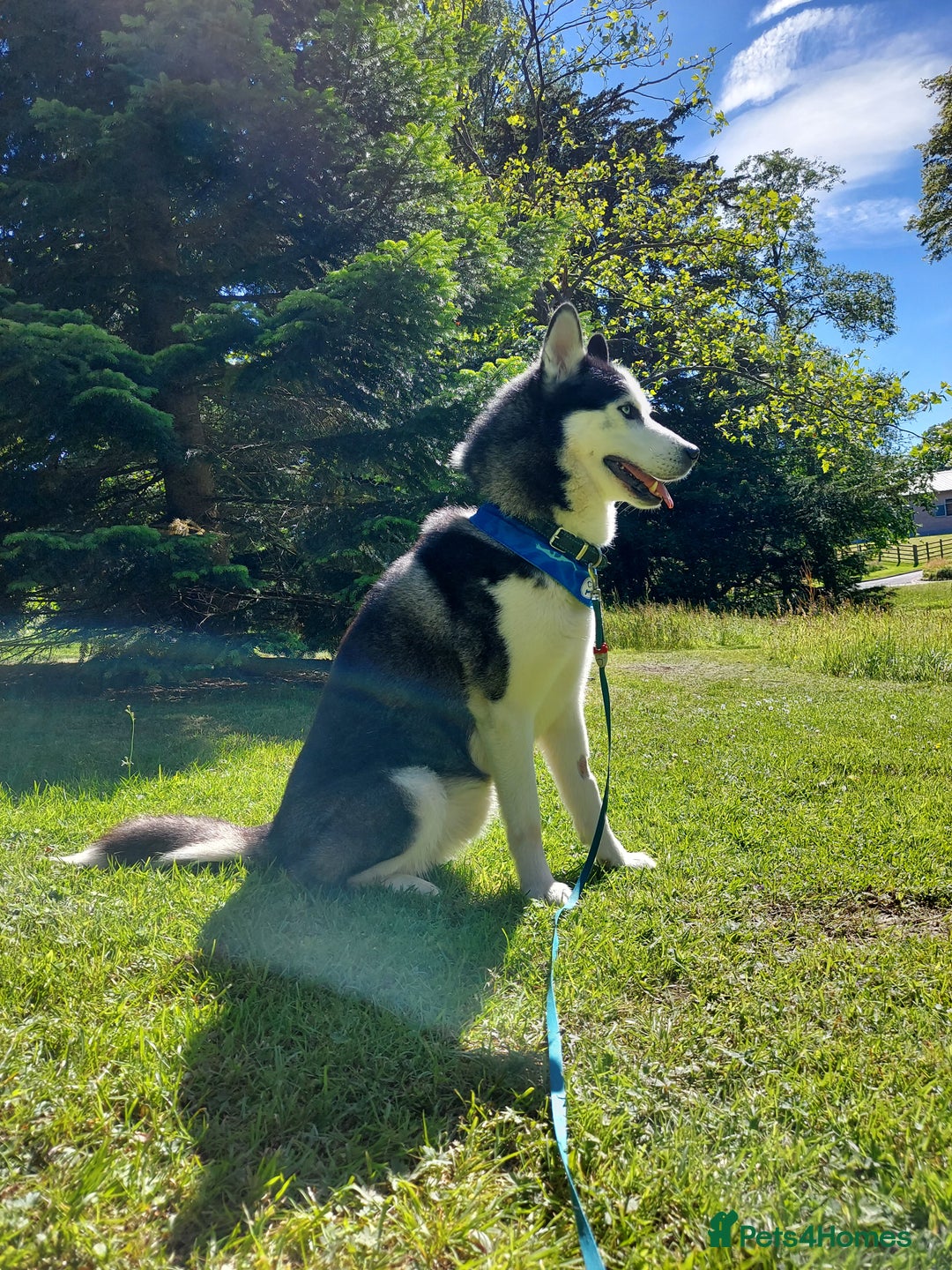 Siberian Husky dogs for stud: Siberian Husky for Stud in Glasgow - Image 12