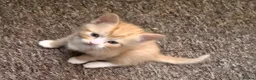 Mixed Breed cats for sale: Lovely kittens in London - Advert 15
