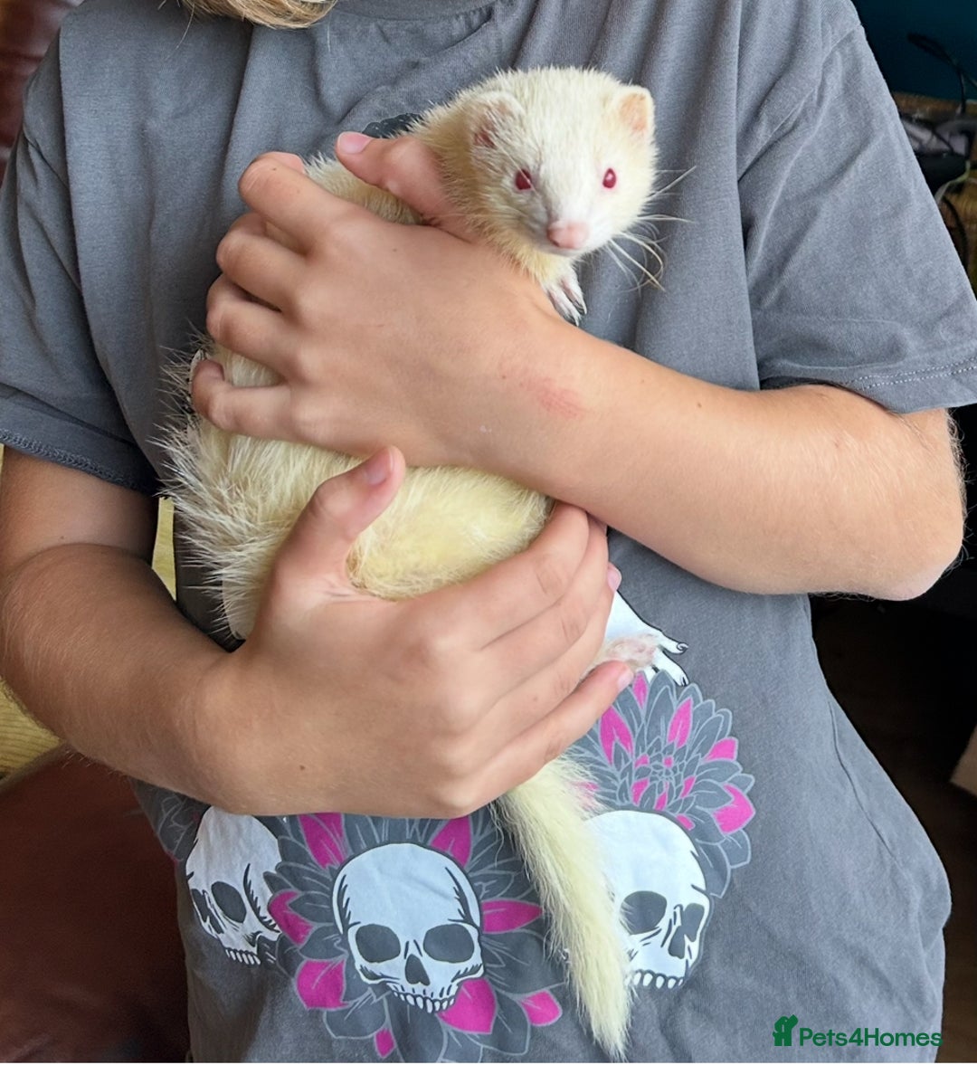 Ferret rodents for sale: Lost albino ferret - Advert 1