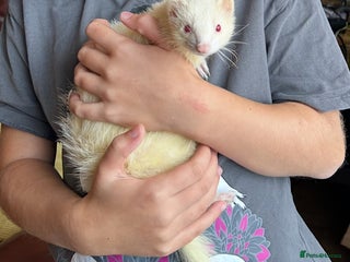 Ferret rodents Lost albino ferret - Advert 2